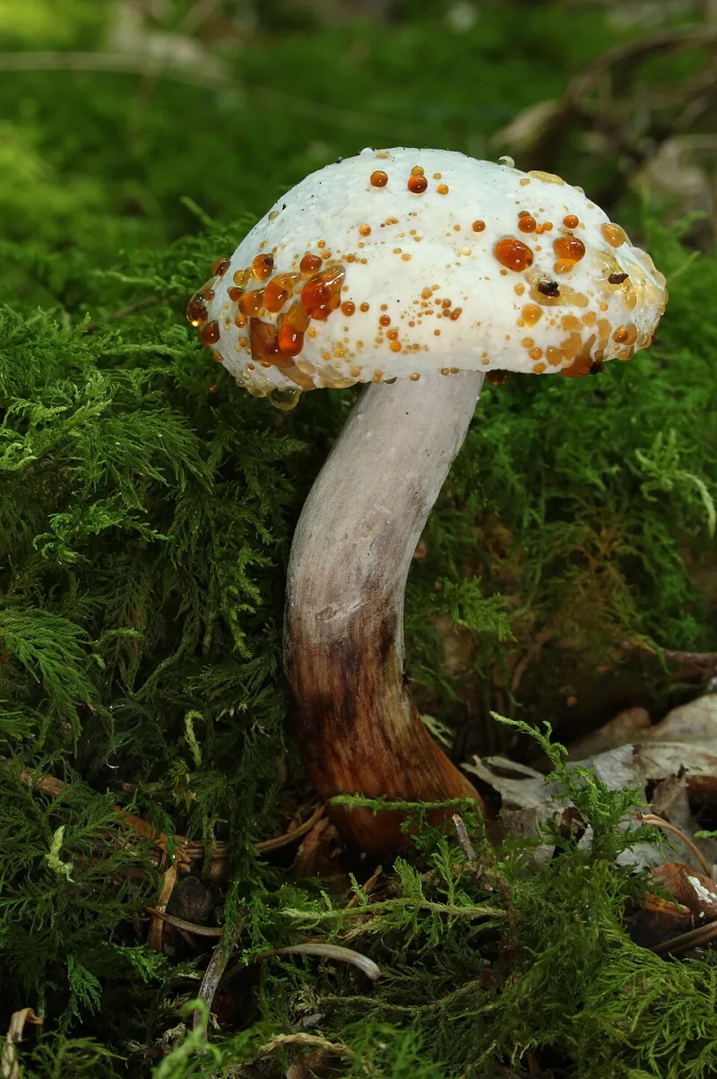 Stop Scaring Off Beginners: How Hobby Communities Can Grow Without Losing Their Soul